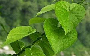 অমৰ লতা, শগুণী লতা, অমৃতা বা গিলোয়ৰ ঔষধী গুন