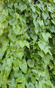 জণ্ডিছ-খৰ-খজুৱতীৰ-ঘৰুৱা-চিকিৎসা