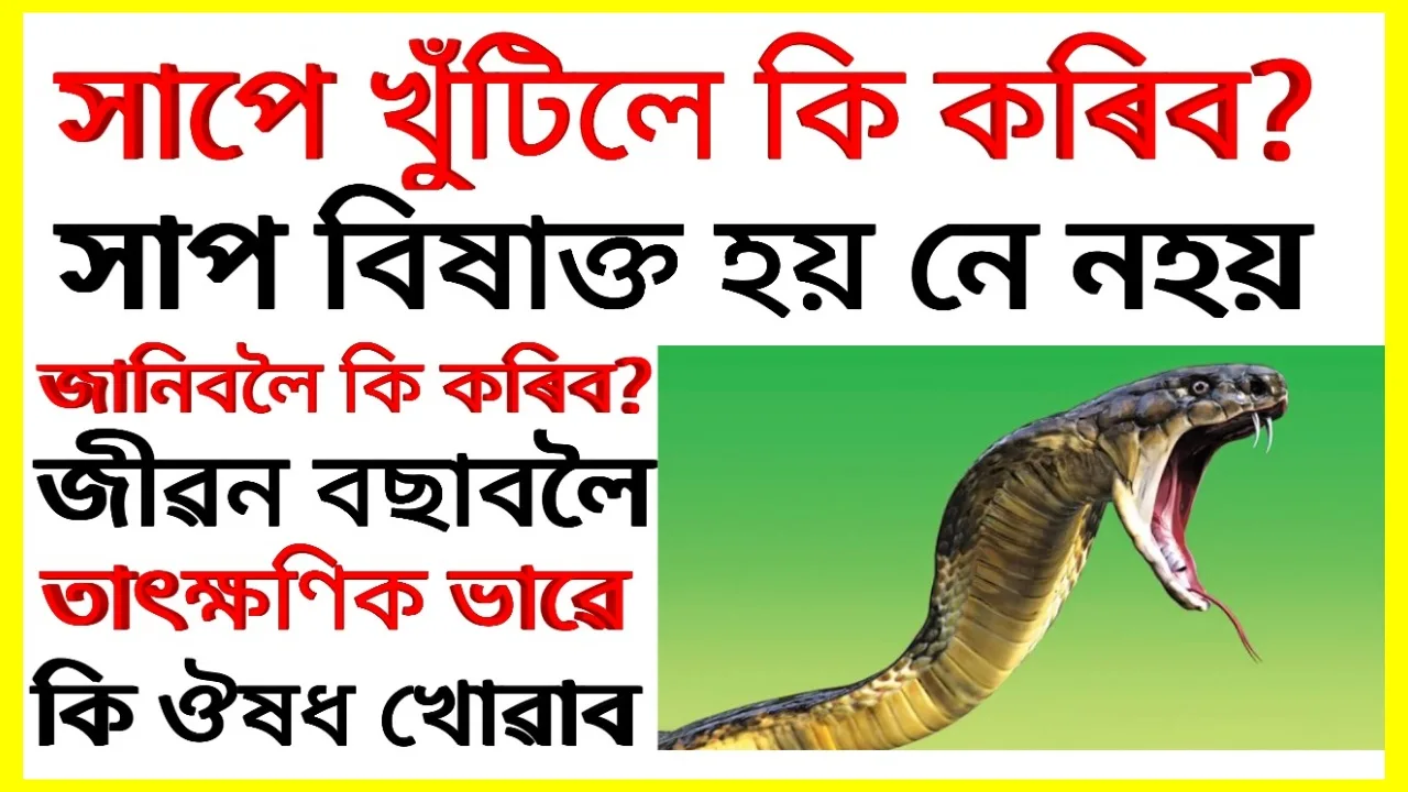 সাপে-খুঁটিলে-কেনেকৈ-জানিব-বিষাক্ত-হয়-নহয়