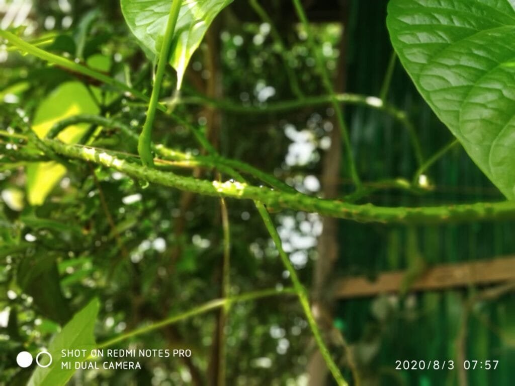 আমৰ-লতা