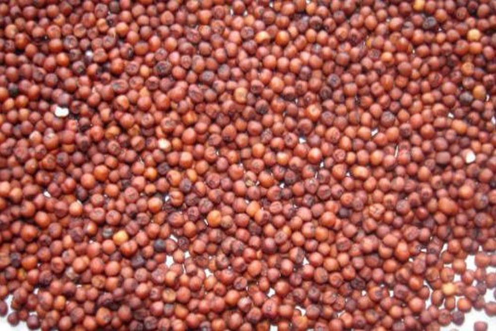 ragi-ৰাগী