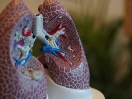 selective focus photography of anatomy lungs